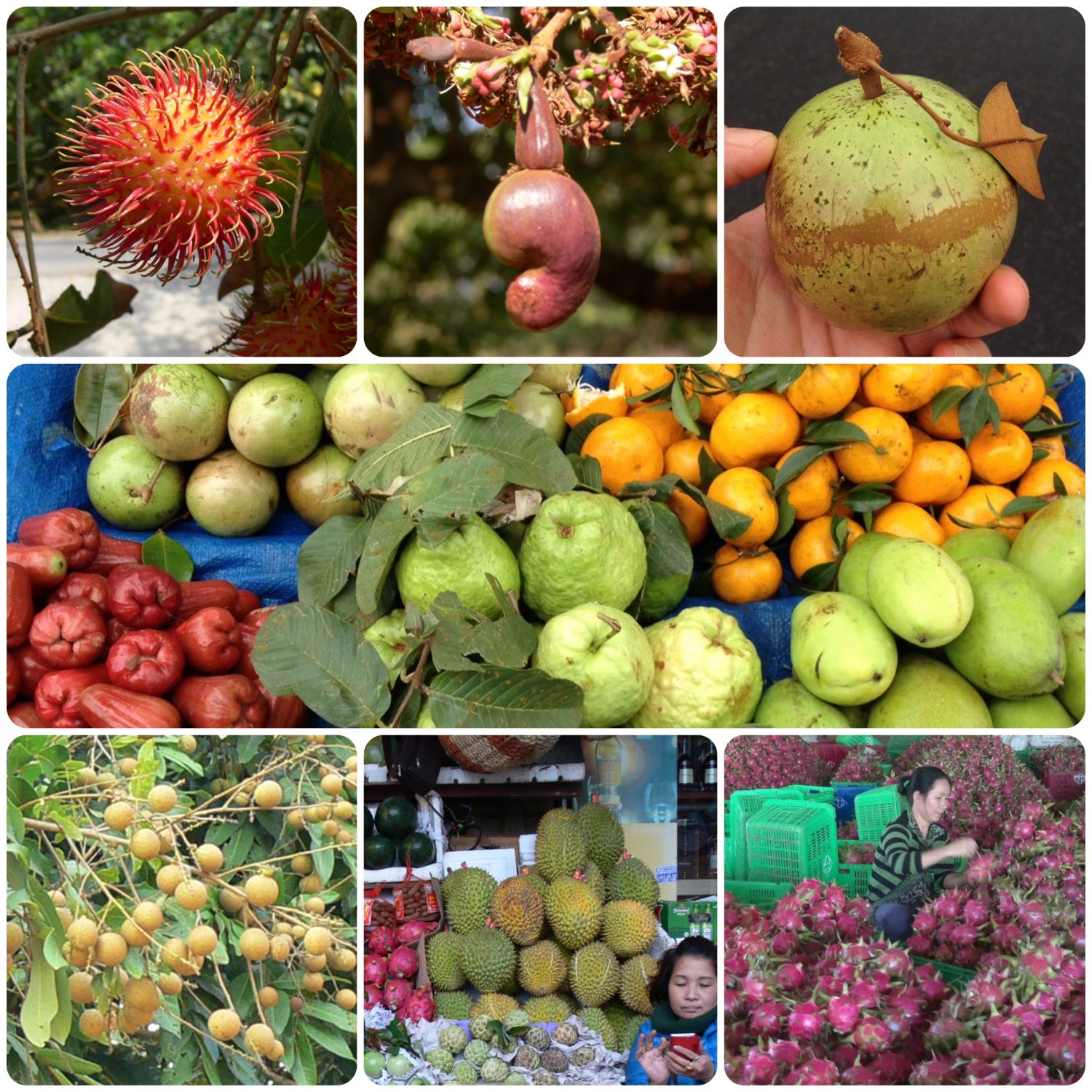 fruits vietnam
